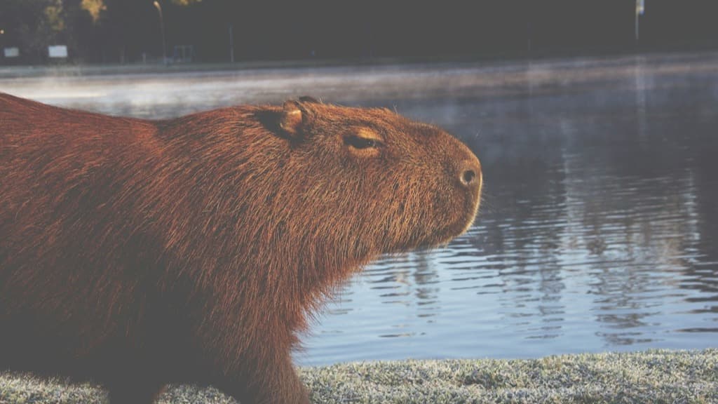 Capybara